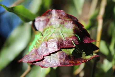Organic Embroidery by Lina Khalil — embroidered leaf and thread work, image 4 of 17.